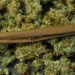 Your Dispensary Doesn't Own the Search Results It's Competing In, and That Changes Everything