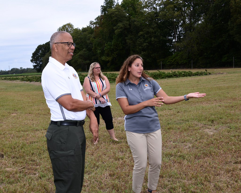 Researchers inspecting hemp plants in a test field