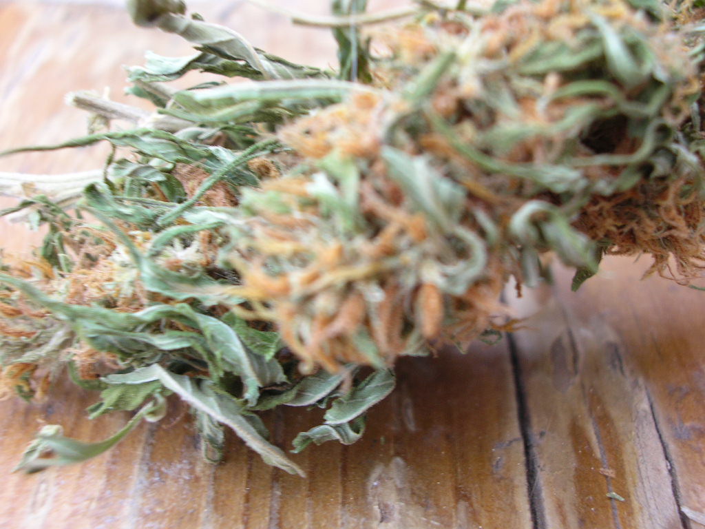 Close-up of dried cannabis flower