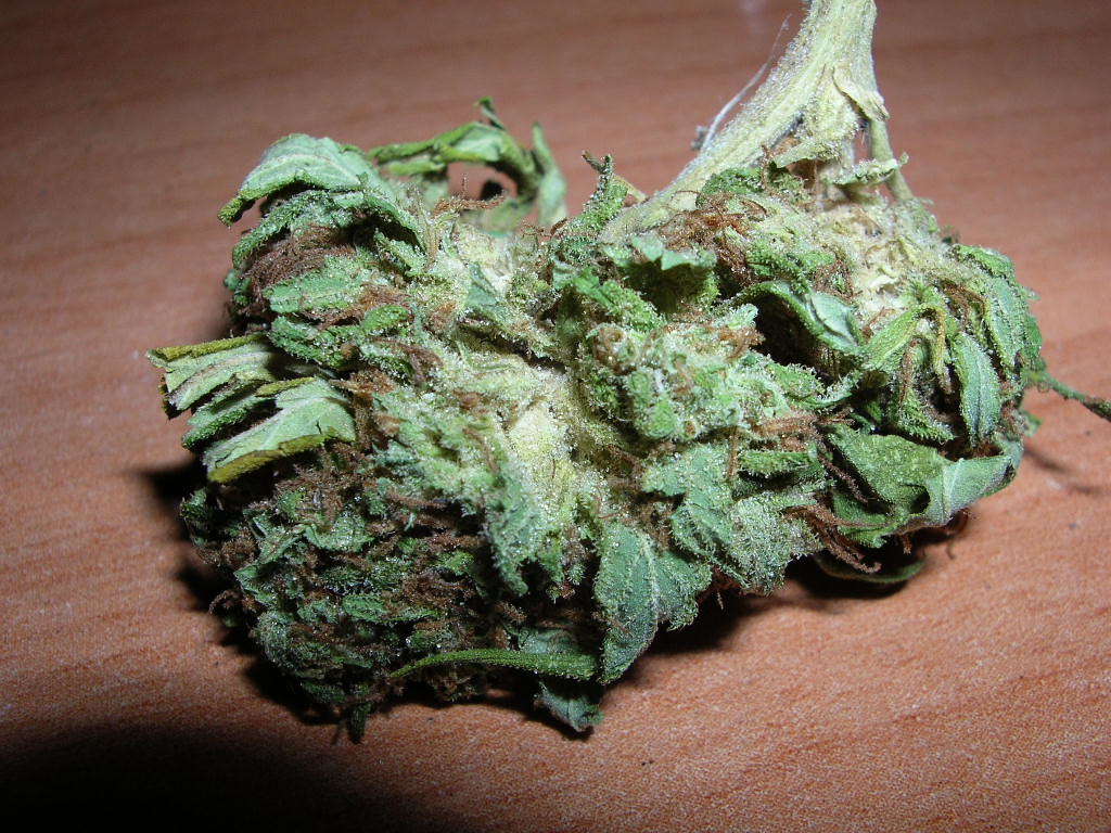 Close-up of dried cannabis flower