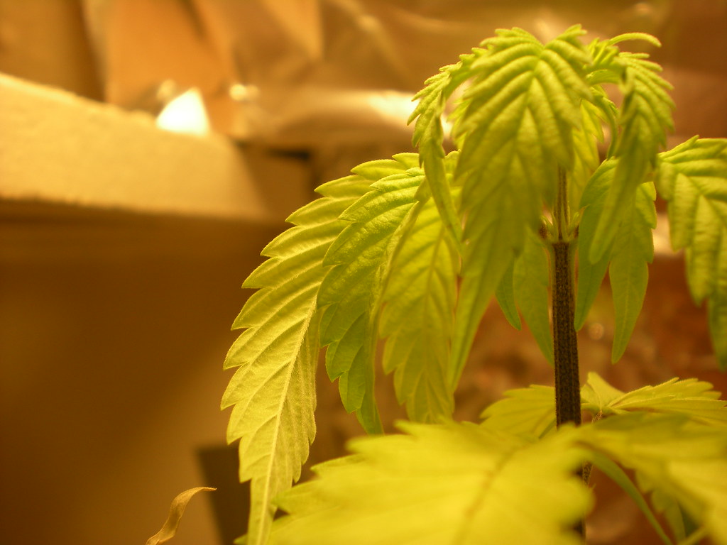 Young cannabis plant with serrated leaves in warm light